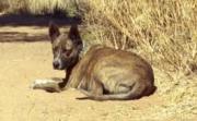 Skud guarding the drive