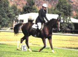 an early attempt at dressage