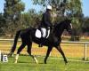 Haji Baba starts his dressage career