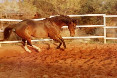 Haji Baba playing in the round yard at home