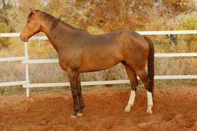 Haji Baba in the round yard at home