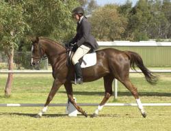 Kassie at NT Dressage Championships, August 2002. Click for larger image