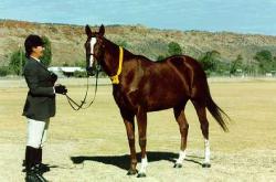 Kassie places 3rd in the led mare class at Alice Springs Show, July 1997. Click for larger image