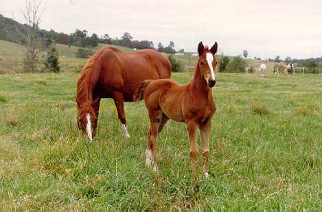 Kassie as a baby in New South Wales, with her mum Belladios. Click for larger image