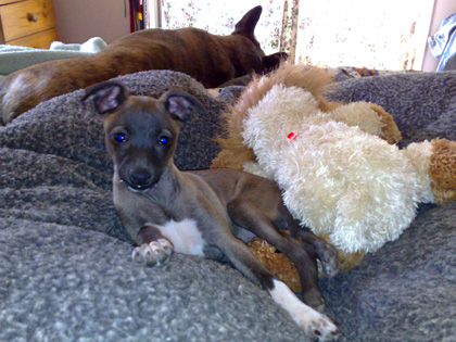 Millie relaxing at home