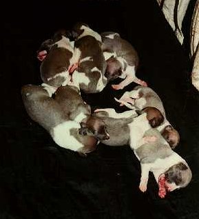 The puppies